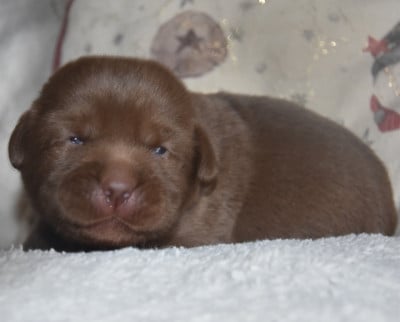 Les chiots de Labrador Retriever