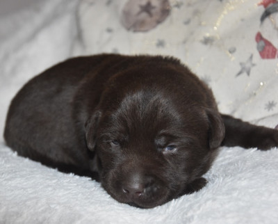 Les chiots de Labrador Retriever