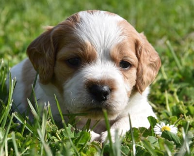 Les chiots de Epagneul Breton