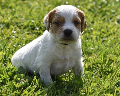 Les chiots de Epagneul Breton