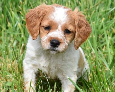 Les chiots de Epagneul Breton