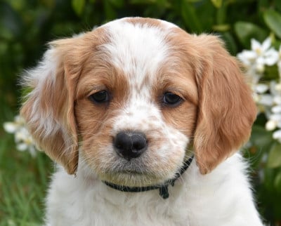 Les chiots de Epagneul Breton