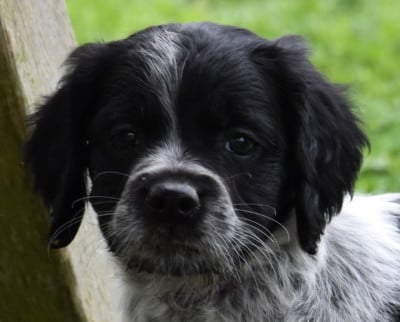 Les chiots de Epagneul Breton