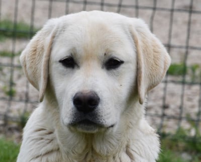 Les chiots de Labrador Retriever