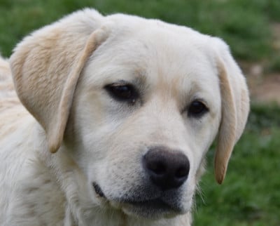 Les chiots de Labrador Retriever