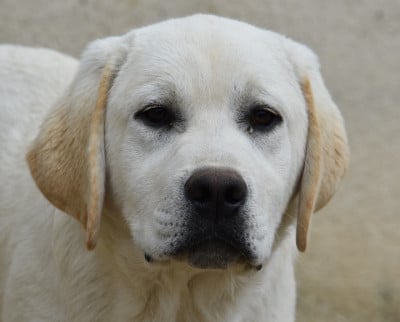 Les chiots de Labrador Retriever