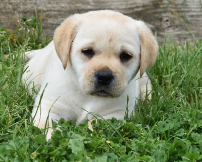 Les chiots de Labrador Retriever