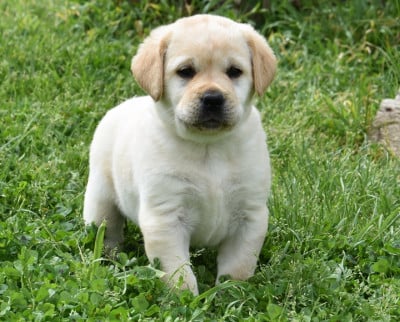 Les chiots de Labrador Retriever