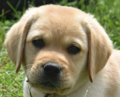 Les chiots de Labrador Retriever