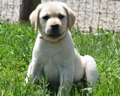 Les chiots de Labrador Retriever