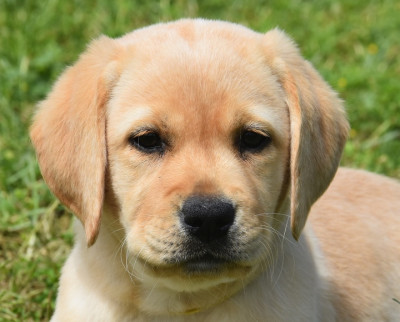 Les chiots de Labrador Retriever