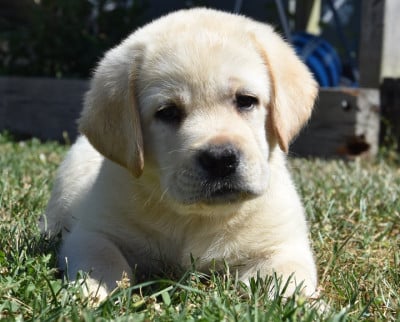 Les chiots de Labrador Retriever