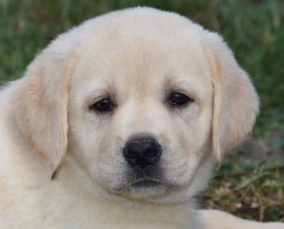 Les chiots de Labrador Retriever