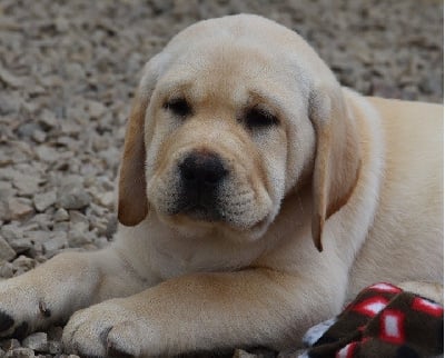 Les chiots de Labrador Retriever
