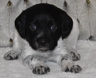 Les chiots de Epagneul Breton