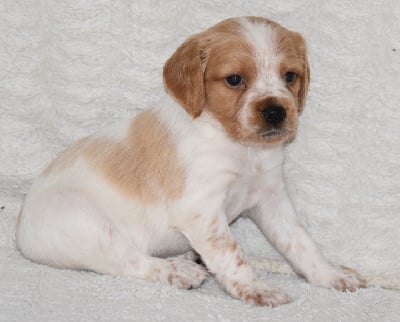 Les chiots de Epagneul Breton