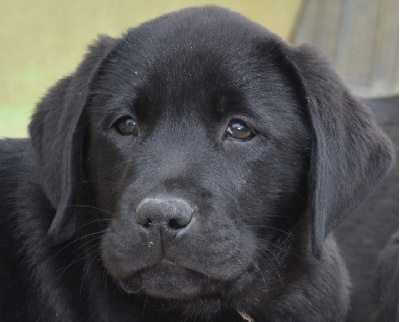 Les chiots de Labrador Retriever