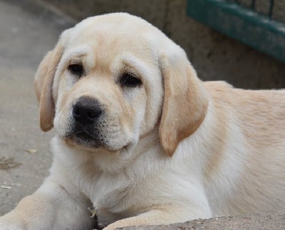 Les chiots de Labrador Retriever