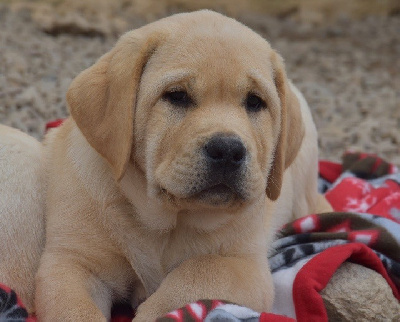 Les chiots de Labrador Retriever