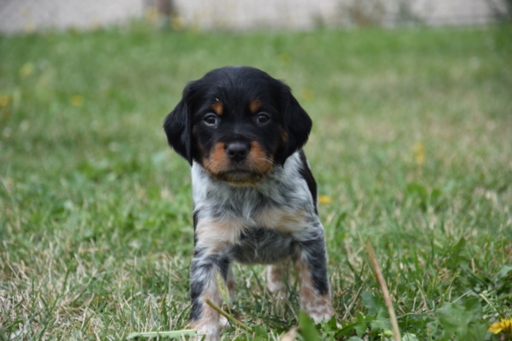 Chiot Epagneul Breton - V.................... Du Grand Etricher