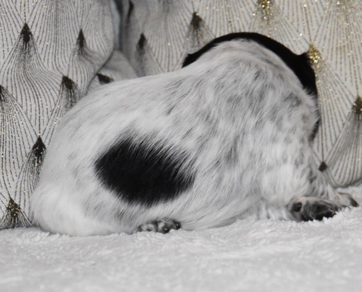 A................DU GRAND ETRICHER