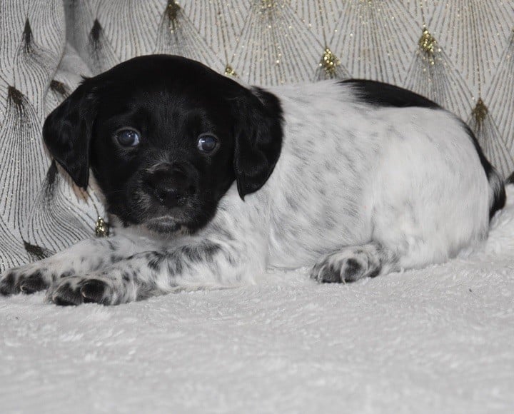 A.................DU GRAND ETRICHER