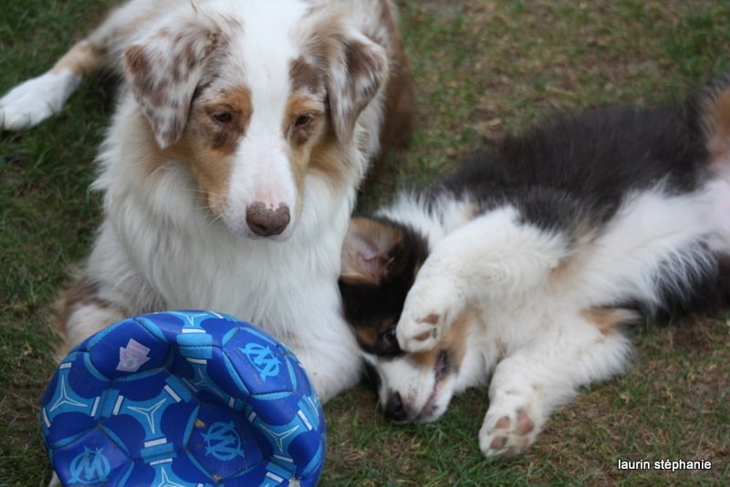 Publication : De L'Etoile De Saphir Auteur : LAURIN STEPHANIE