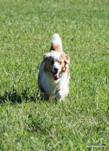 Publication : De L'Etoile De Saphir Auteur : LAURIN STEPHANIE