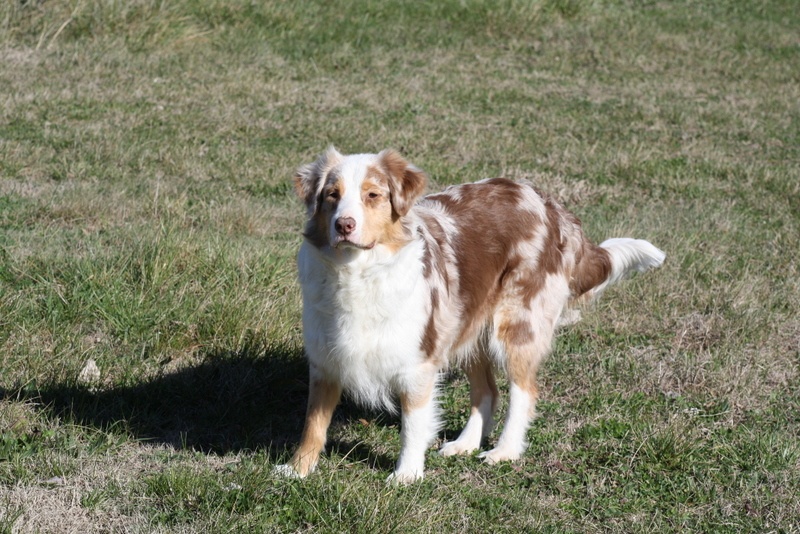 Publication : De L'Etoile De Saphir Auteur : LAURIN STEPHANIE