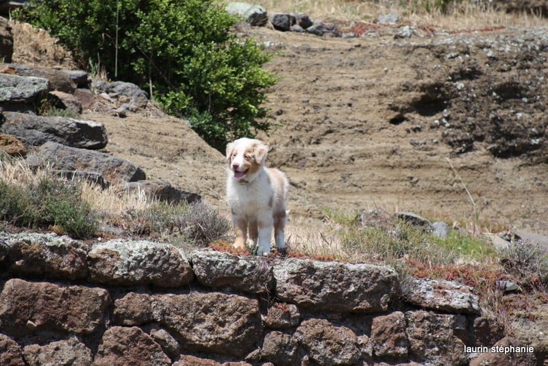 Publication : De L'Etoile De Saphir Auteur : LAURIN STEPHANIE