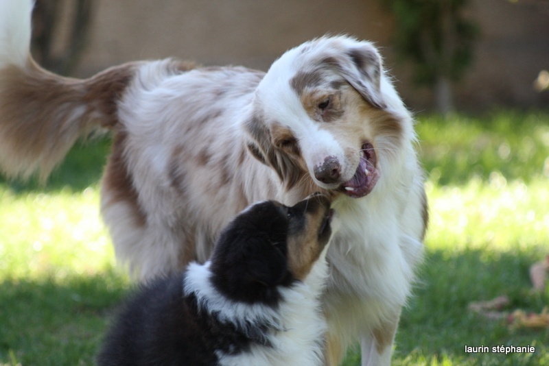 Publication : De L'Etoile De Saphir Auteur : LAURIN STEPHANIE