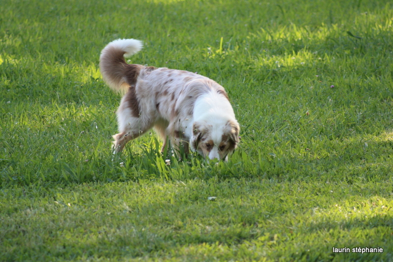 Publication : De L'Etoile De Saphir Auteur : LAURIN STEPHANIE