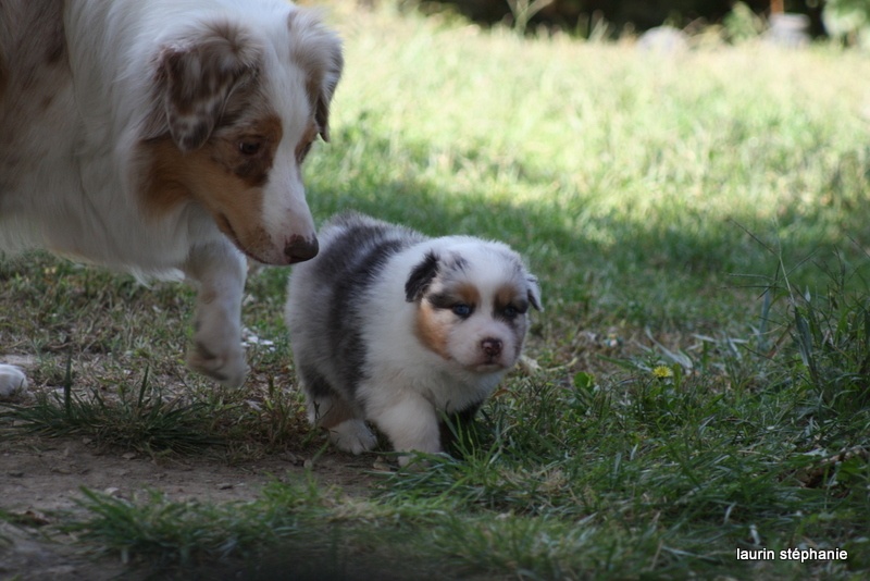 Publication : De L'Etoile De Saphir Auteur : LAURIN STEPHANIE