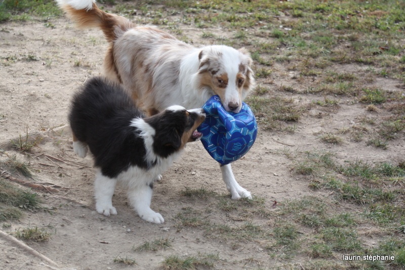 Publication : De L'Etoile De Saphir Auteur : LAURIN STEPHANIE