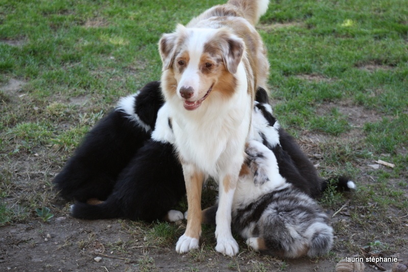 Publication : De L'Etoile De Saphir Auteur : LAURIN STEPHANIE