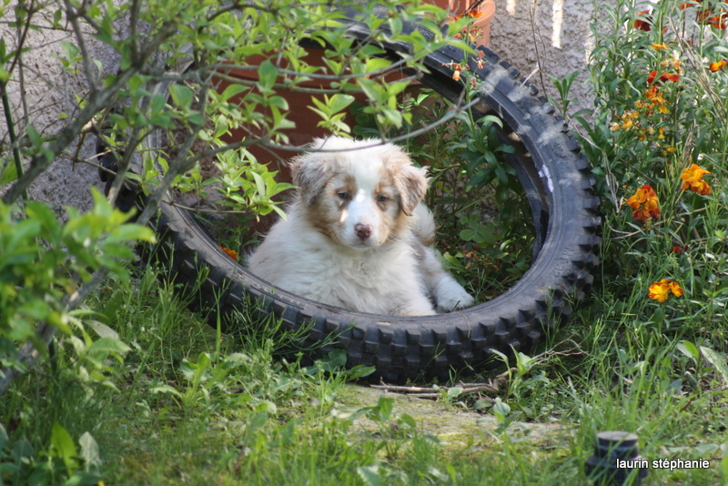 Publication : De L'Etoile De Saphir Auteur : LAURIN STEPHANIE