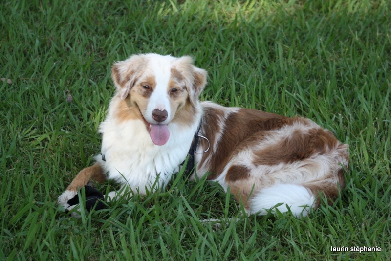 Publication : De L'Etoile De Saphir Auteur : LAURIN STEPHANIE