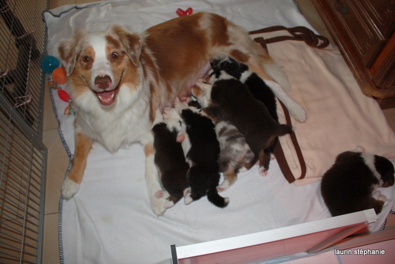 Publication : De L'Etoile De Saphir Auteur : LAURIN STEPHANIE