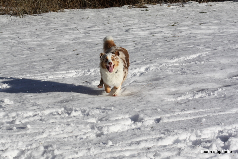 Publication : De L'Etoile De Saphir Auteur : LAURIN STEPHANIE