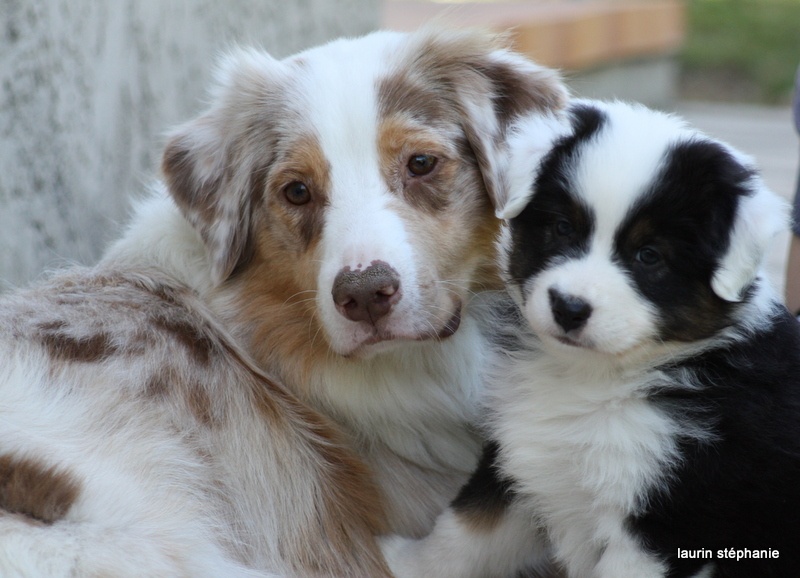 Publication : De L'Etoile De Saphir Auteur : LAURIN STEPHANIE