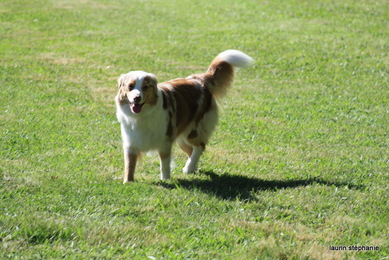 Publication : De L'Etoile De Saphir Auteur : LAURIN STEPHANIE