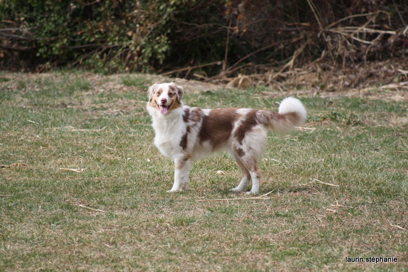 Publication : De L'Etoile De Saphir Auteur : LAURIN STEPHANIE