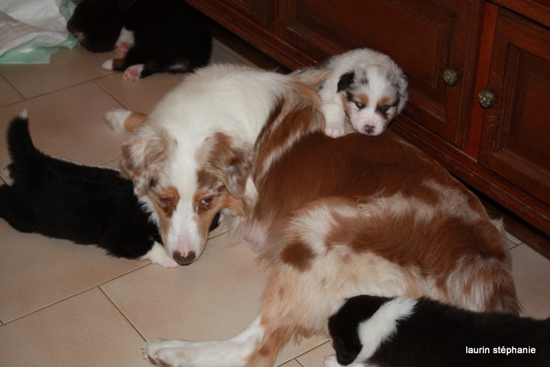 Publication : De L'Etoile De Saphir Auteur : LAURIN STEPHANIE