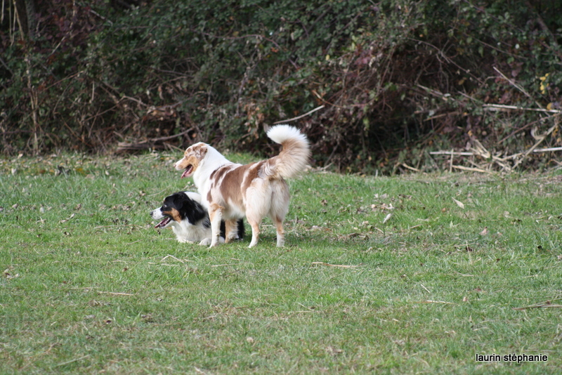 Publication : De L'Etoile De Saphir Auteur : LAURIN STEPHANIE