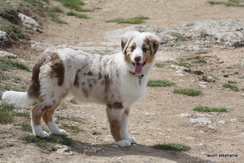 Publication : De L'Etoile De Saphir Auteur : LAURIN STEPHANIE