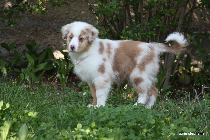 Publication : De L'Etoile De Saphir Auteur : LAURIN STEPHANIE