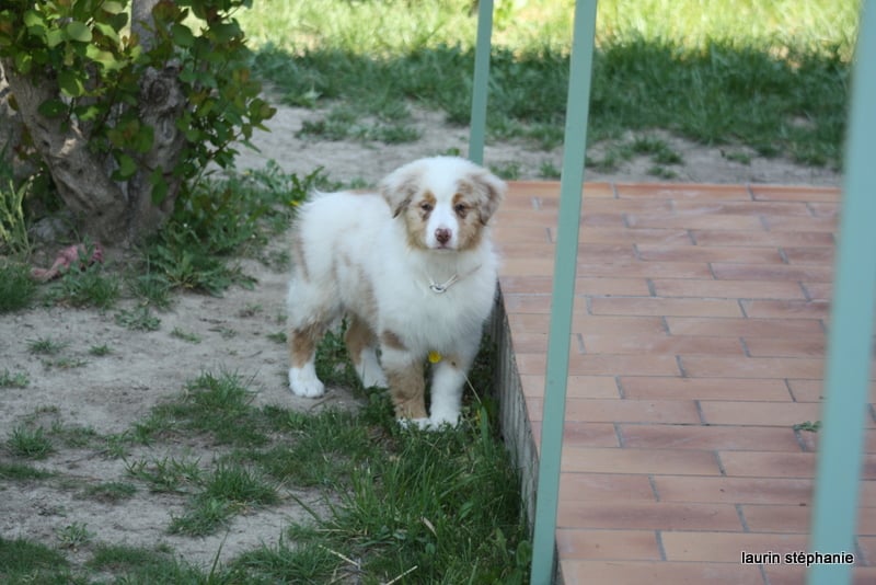 Publication : De L'Etoile De Saphir Auteur : LAURIN STEPHANIE