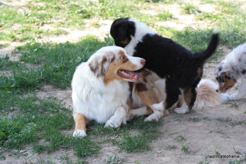 Publication : De L'Etoile De Saphir Auteur : LAURIN STEPHANIE