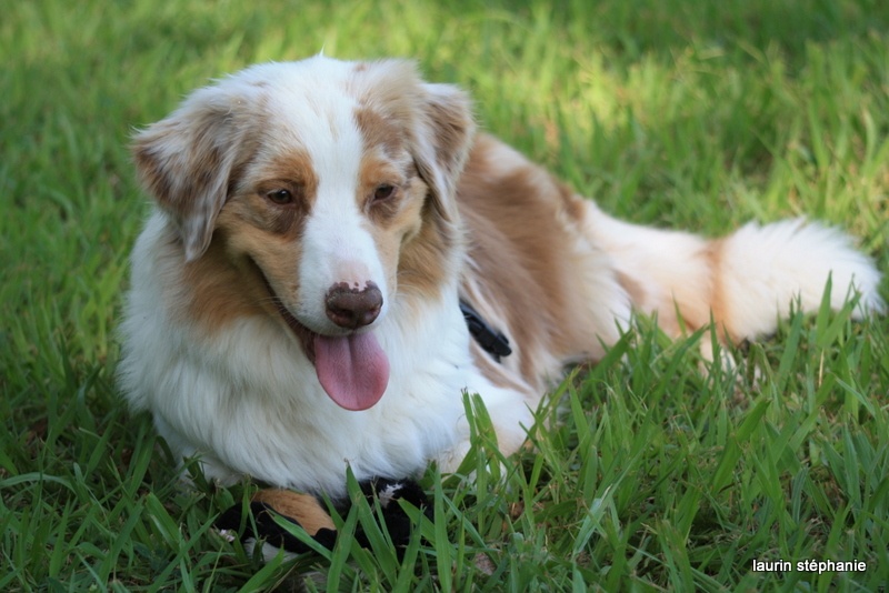 Publication : De L'Etoile De Saphir Auteur : LAURIN STEPHANIE