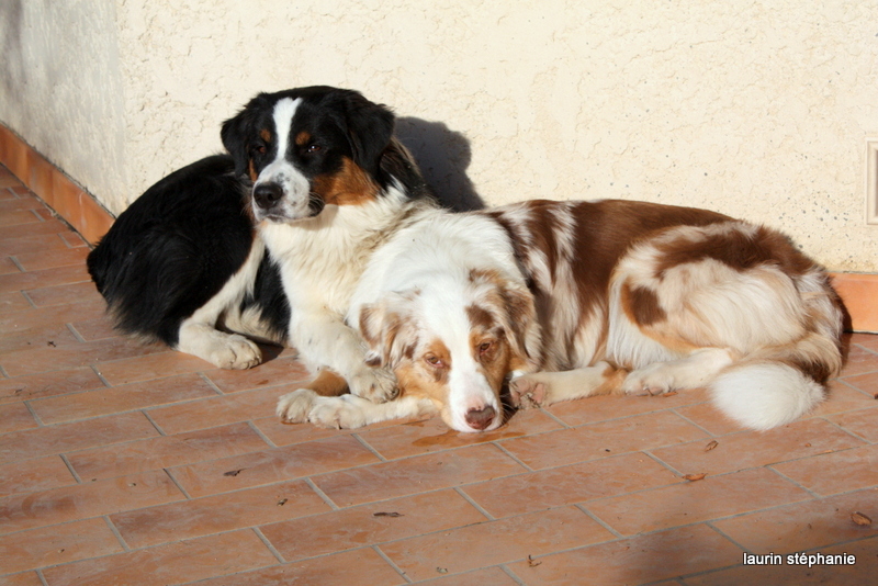 Publication : De L'Etoile De Saphir Auteur : LAURIN STEPHANIE